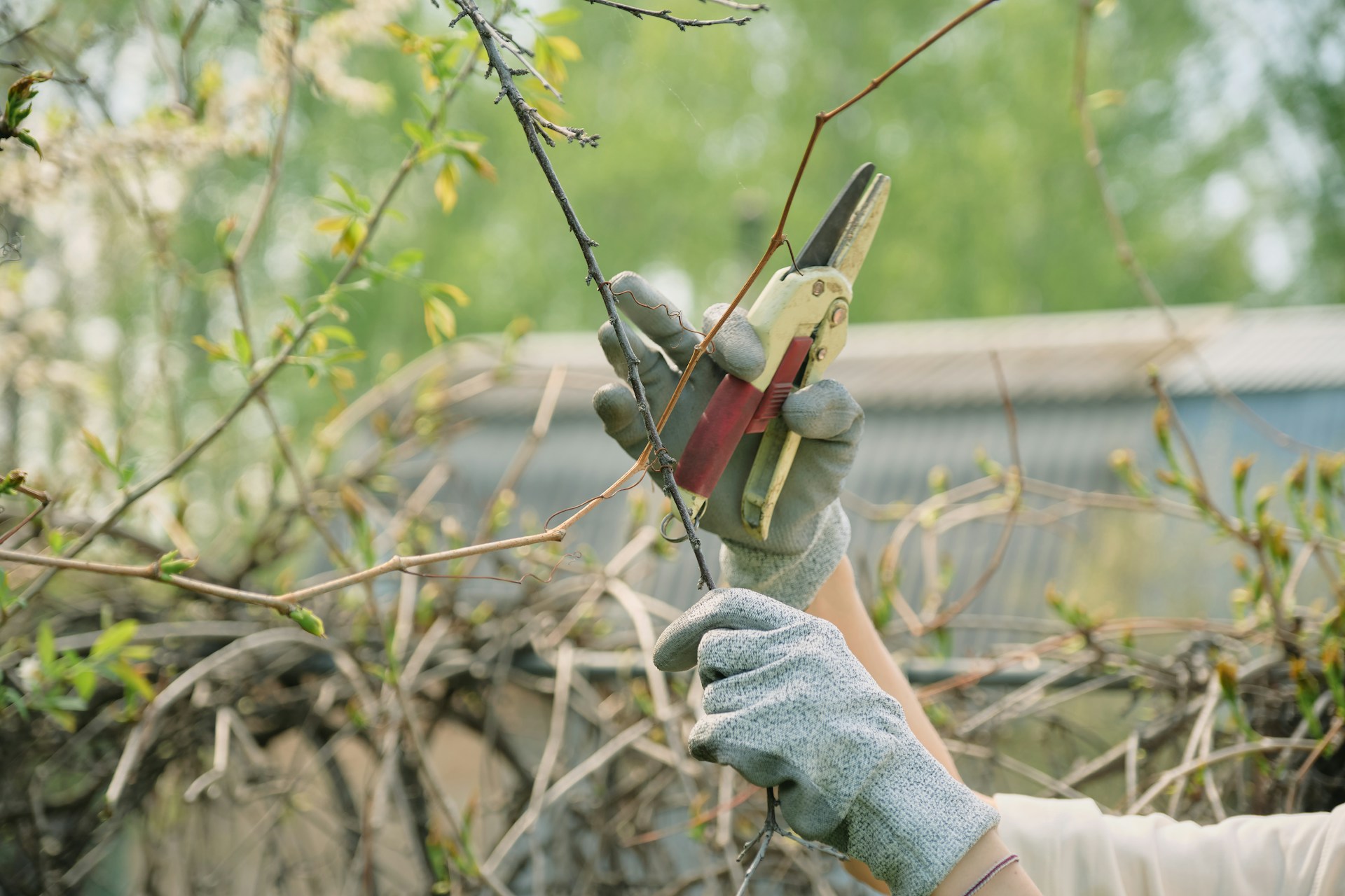 Tree Trimming