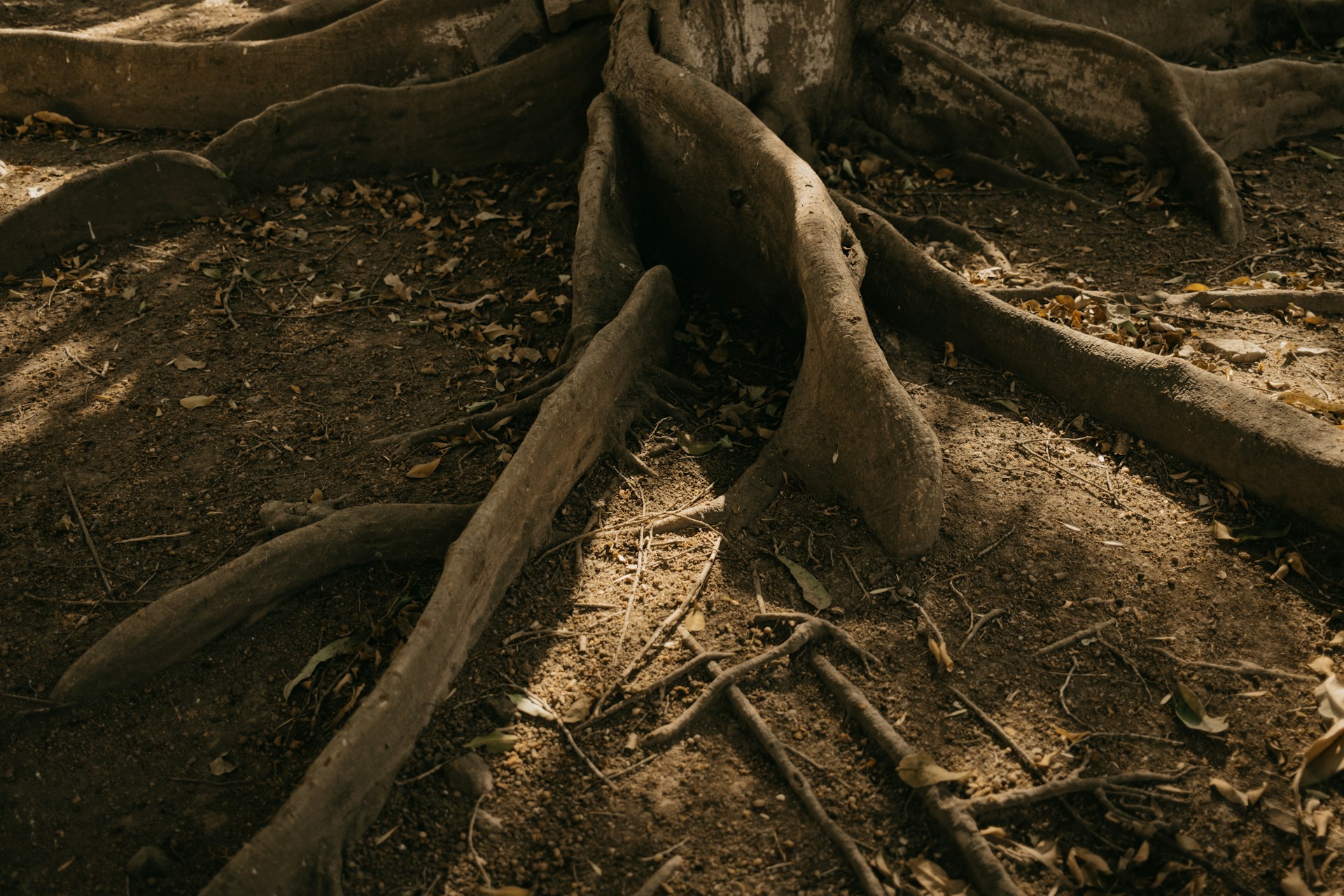 Tree Roots
