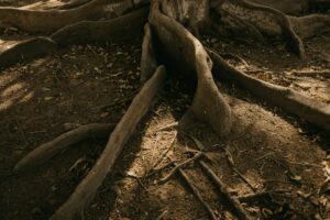 Root Rot