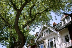 Tree Management