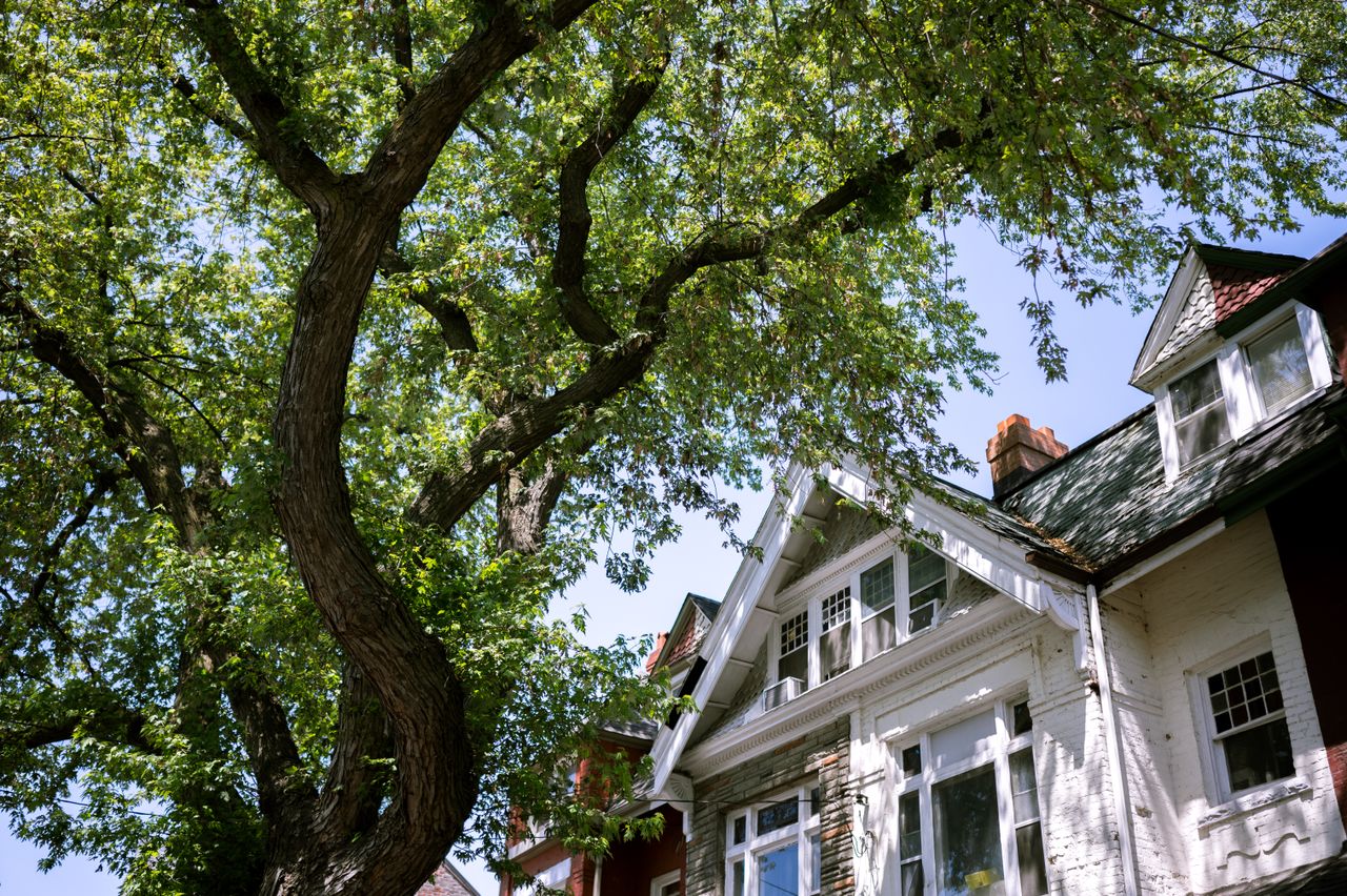 Tree Management