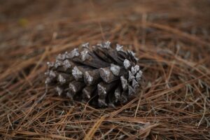 Pinestraw for landscaping
