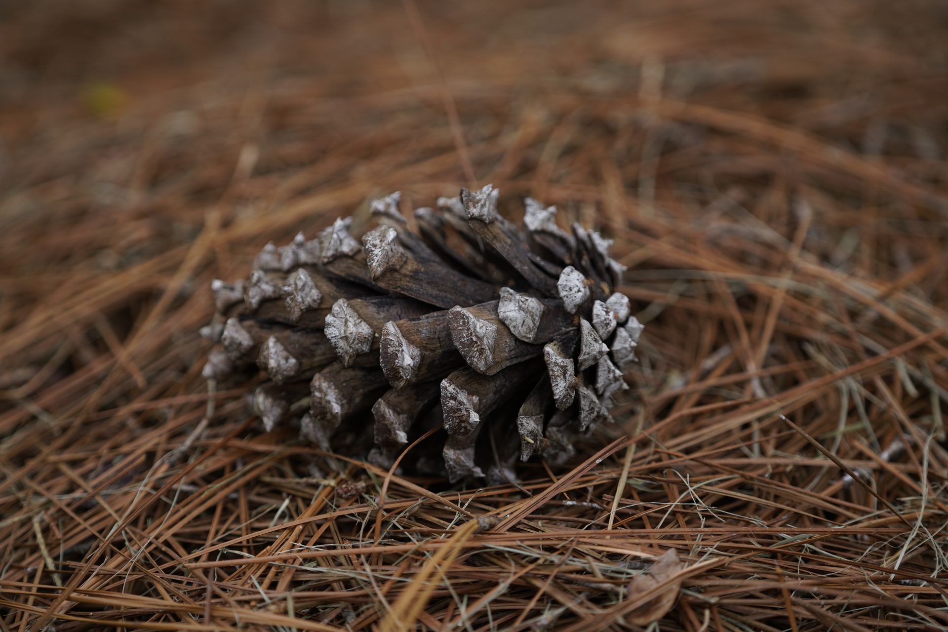 Pinestraw for landscaping