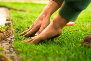 Lawn Color