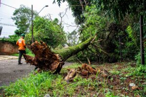 Storm-Damaged Trees